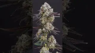 Papaya Sherbet Feminized by Sebastian Good