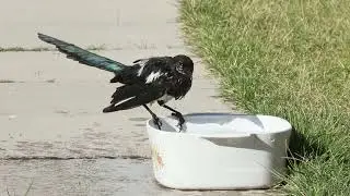 magpie taking a bird bath on a hot summer day
