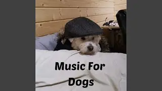 Dazed Dog