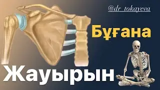 Жауырын Бұғана | Иық белдеуі | Scapula | Clavicula