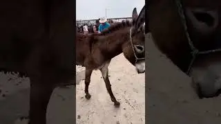 After the Donkey's Hoof Was Healed, Life Finally Felt Stable | A Tiny Miracle in Rural China