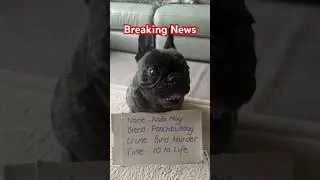 Breaking News! #dog #dogs#funny #funnydogs #dog #frenchie #puppy#dogmom #frenchbulldog #dogmom