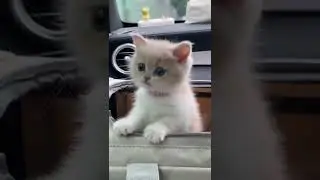 cute citten #shorts
