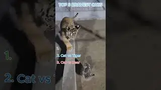 Top 3 Bravest Cats #cats #shorts