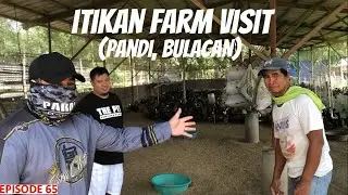DUCK FARMING - ITIK FARM VISIT [PART 4 OF 5] (TAGALOG)