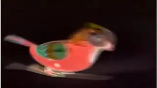 World Animals - Tin Wind-Up Hopping Parrot Effects (Sponsored By Pyramid Films 1978 Effects)