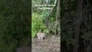 Japanese 🇯🇵monkey🐒 tried to attack 😤us ජපන් වදුරෙක් ගේම ඉල්ලුවා #japan #animalattacks