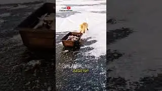 Лиса Ворует Рыбу у Рыбаков в Казахстане 🦊