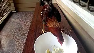 Mukbang rooster eating egg