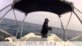27 mai 2013, dentis de 6,5kg et 3,5kg