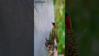 🤩🤩😊💖 #reels #birds #instagram