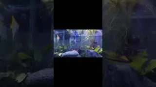 Monodactylus fish.. aquascape natural pemula #shorts #aquascape #nature