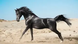 Arabian horse videos compilation | #3 | 💕❤️ 2025. Try not to watch it till the end