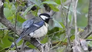 Ptice Hrvatske - Velika sjenica, mužjak (Parus major) (Birds of Croatia - Great Tit, male) (6/10)