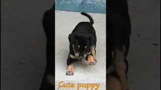 Indian baby dog puppy sound#64kviral#shorts
