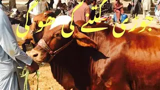 Wacha aor Bachrai bht he Lajawab Qurbani 2022 k Janwar Bachray Wachian Bachrian
