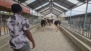 Delivering first bunch of incalf heifers to Narumoro 5 Freahians and 2 jerseys 