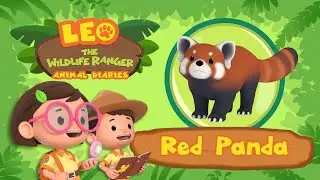 The Red Panda | Releases a smell when scared! | Leo the Wildlife Ranger | Fun Animal Facts