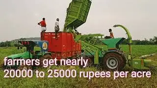 Maize silage || Maize fodder || Maize harvesting machine ||