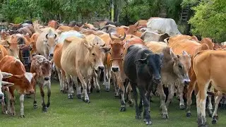 COW VIDEO 🐮 Herding Farm Cows to the Barn &ndash; Funny Moo Sounds and Beautiful Moments of Animal Life 🐄