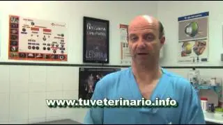 Cuidado si nuestro gato deja de comer.