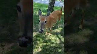 This Deer 🦌 Wants me to Ride!! #deer