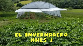 Invernadero, Cultivo mes #1 || #vidaautosuficiente