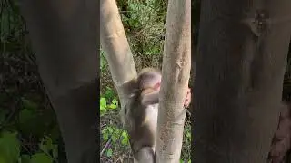 Monkey is Cute animal | #Part001