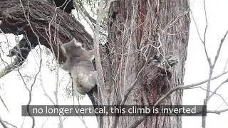 Incredible koala climbing vertical and inverted