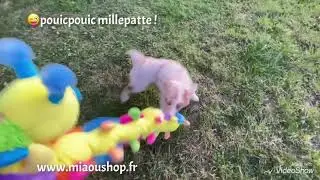 Happy, berger am&eacute;ricain et son doudou pouic-pouic millepatte 🤩