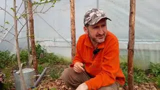 Kiwi Zakarpacie rezistent la ger