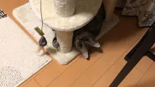 え、動いた！？じゃあ本気出すにゃ #ひめちゃん