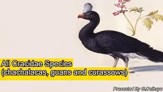 All Cracidae (Chachalacas, Guans & Curassows) Species - Species List