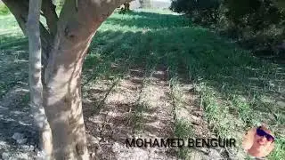 جولة في ضيعة فلاحية بمدينة الصويرة ( شياظمة)