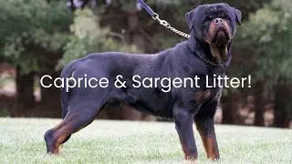 Caprice & Sargent's Rottweiler Litter Reveal!