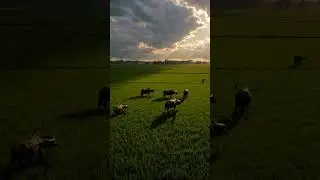 Beautiful Village Field Scene | Peaceful Nature & Rural Life Moments