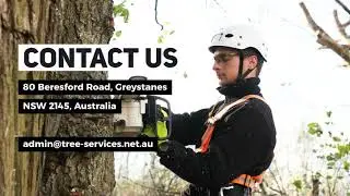 Tree Pruning Services in Sydney | The Tree Doctor
