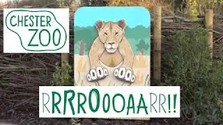 Chester Zoo Lions | New Asiatic Lion Enclosure and Habitat | October 2019 | Lion Feeding Time
