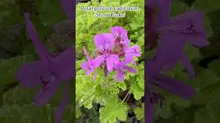 Pelargonium capitatum &lsquo;Snow Flake&rsquo; #pelargonium #geranium #flowers #annualflower #annualplant #plant