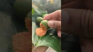 Easy Way To Eat Olives 🤤 | #shorts #fruit #masala #olive