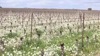 Pays d'Oc IGP Wines - Movie on Air France Flights 2