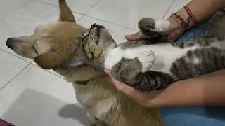 Interspecies Friendship