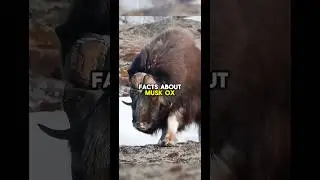 MUSK OX FACTS! #shorts #short #shortvideo #facts #wildlife #animals #nature #muskox #subscribe