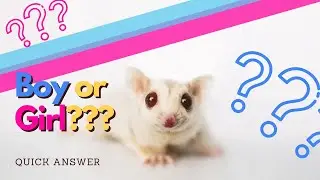 Should you get a boy or girl sugar glider? | Short & Sweet