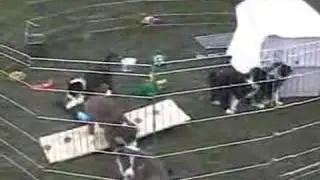 Rio x Jagger kids - future agility stars