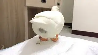 duck laying eggs