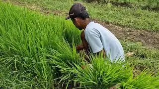VILLAGE FARMING: FARMERS UPROOT RICE SEEDLINGS BY HAND FOR REPLANTING!-Agriculture Farming