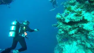 Shark Reef e Yolanda Reef