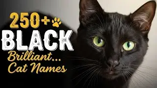 250+ великолепных имён для чёрных кошек | Имена для чёрных кошек мальчиков и девочек 😺✨