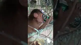 #monkey #monkeycute #montage #shorts